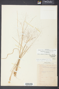 Muhlenbergia capillaris image