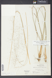 Muhlenbergia capillaris image