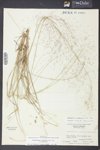 Muhlenbergia capillaris image