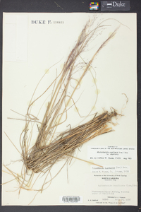 Muhlenbergia capillaris image