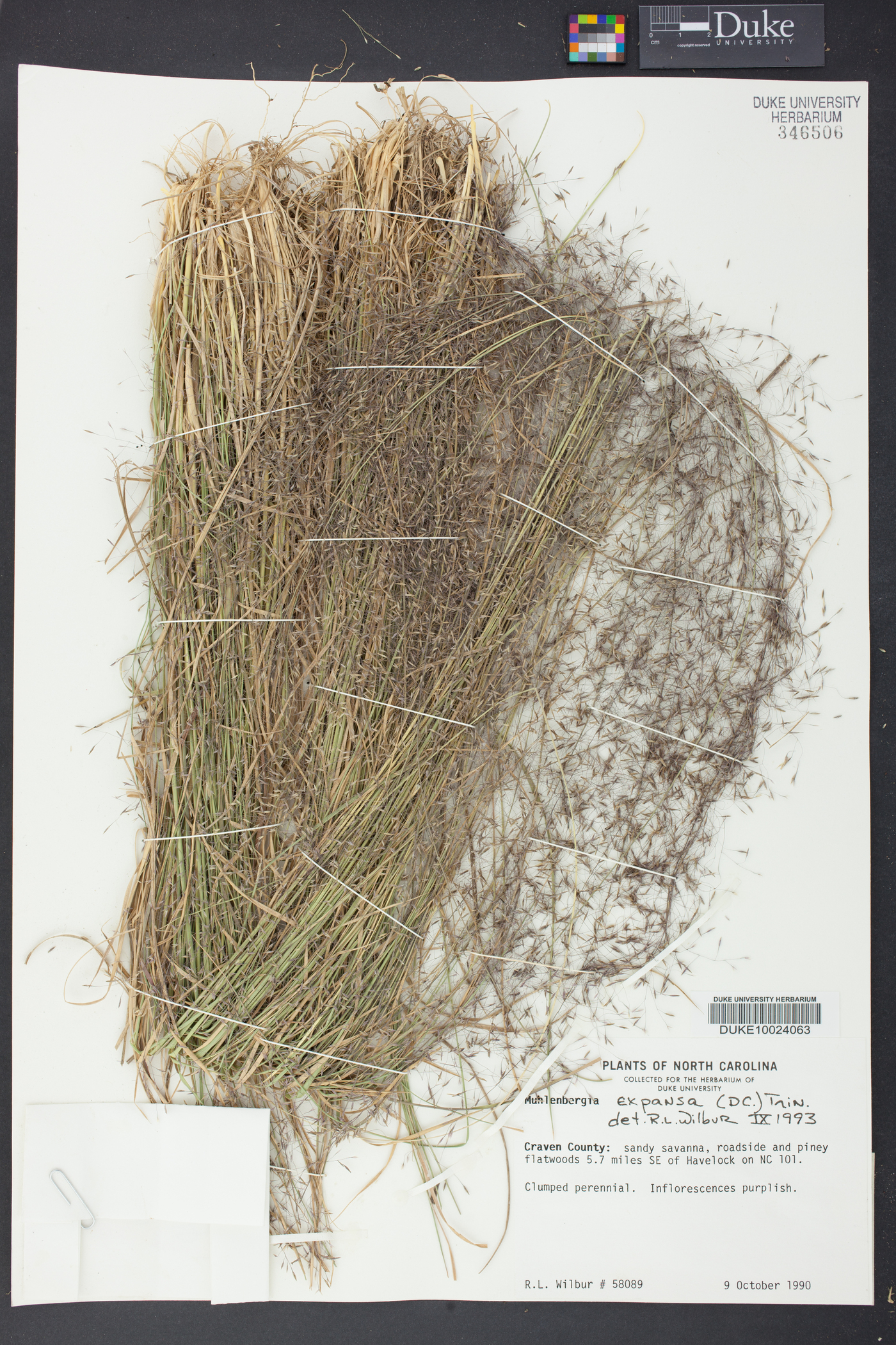 Muhlenbergia expansa image