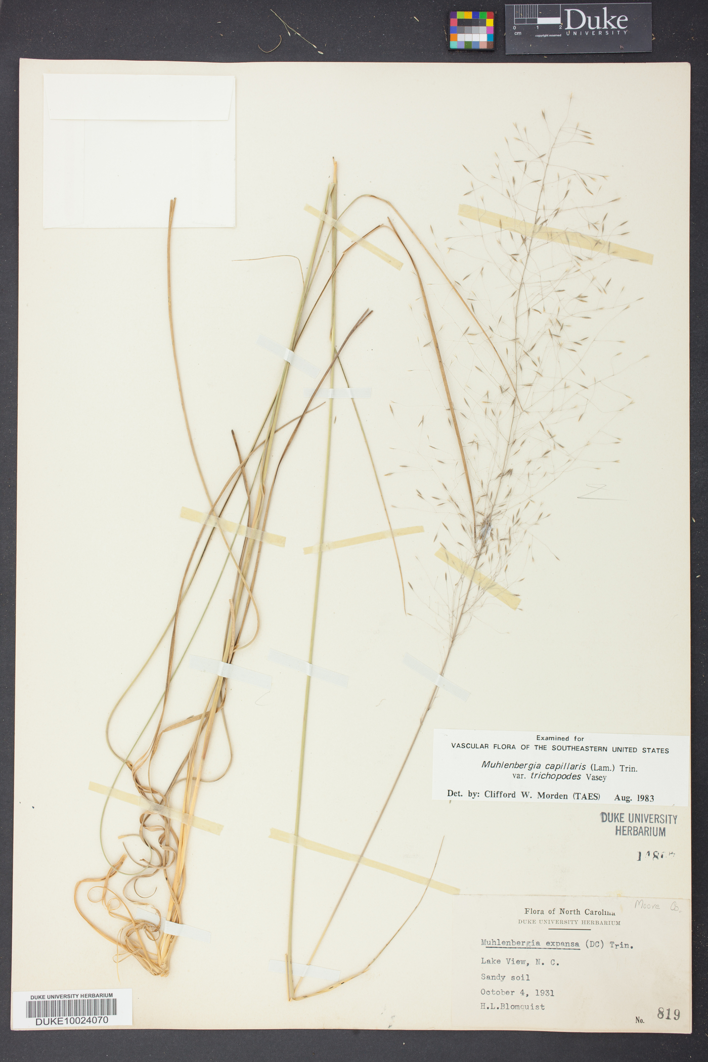 Muhlenbergia expansa image