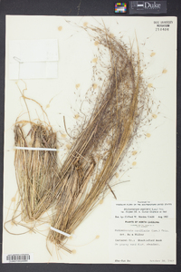 Muhlenbergia filipes image