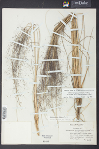 Muhlenbergia filipes image