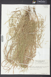 Muhlenbergia frondosa image