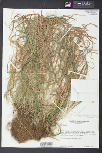 Muhlenbergia frondosa image