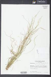 Muhlenbergia frondosa image