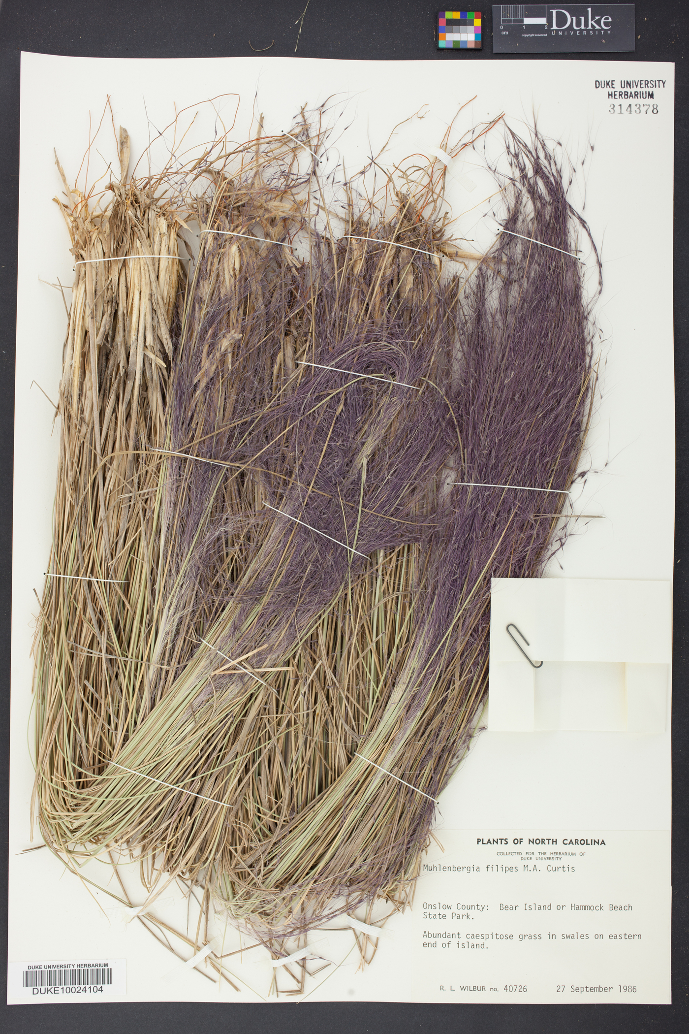 Muhlenbergia filipes image