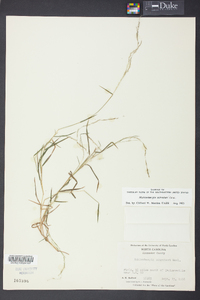 Muhlenbergia schreberi image