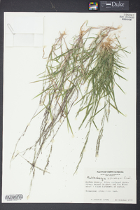 Muhlenbergia schreberi image