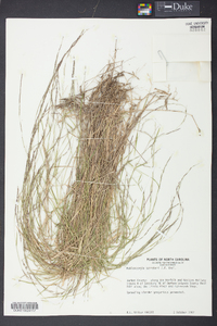 Muhlenbergia schreberi image