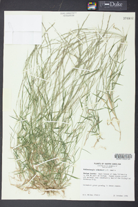 Muhlenbergia schreberi image