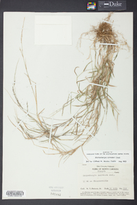 Muhlenbergia schreberi image