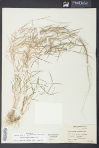 Muhlenbergia schreberi image