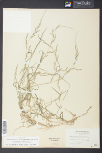 Muhlenbergia schreberi image