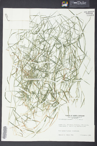 Muhlenbergia schreberi image