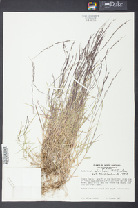 Muhlenbergia schreberi image