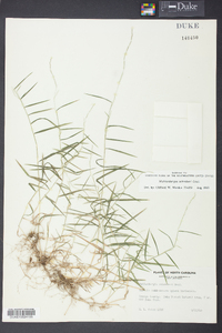 Muhlenbergia schreberi image