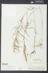 Muhlenbergia sylvatica image