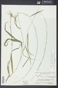 Muhlenbergia tenuiflora image