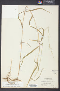 Muhlenbergia tenuiflora image