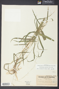 Muhlenbergia tenuiflora image