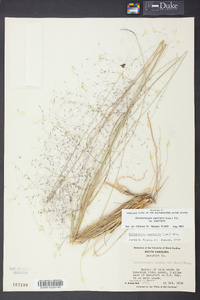 Muhlenbergia capillaris image