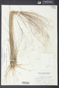 Muhlenbergia capillaris image