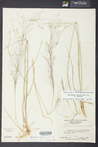 Muhlenbergia capillaris image