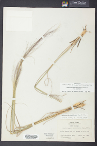 Muhlenbergia capillaris image