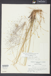 Muhlenbergia capillaris image