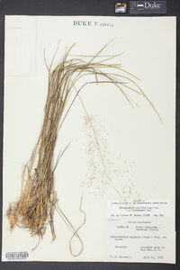 Muhlenbergia expansa image