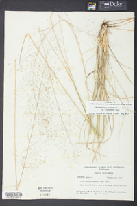 Muhlenbergia expansa image