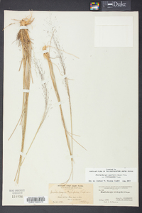 Muhlenbergia expansa image