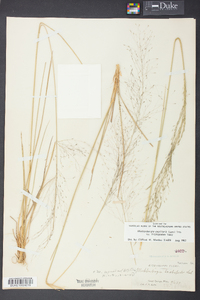 Muhlenbergia expansa image