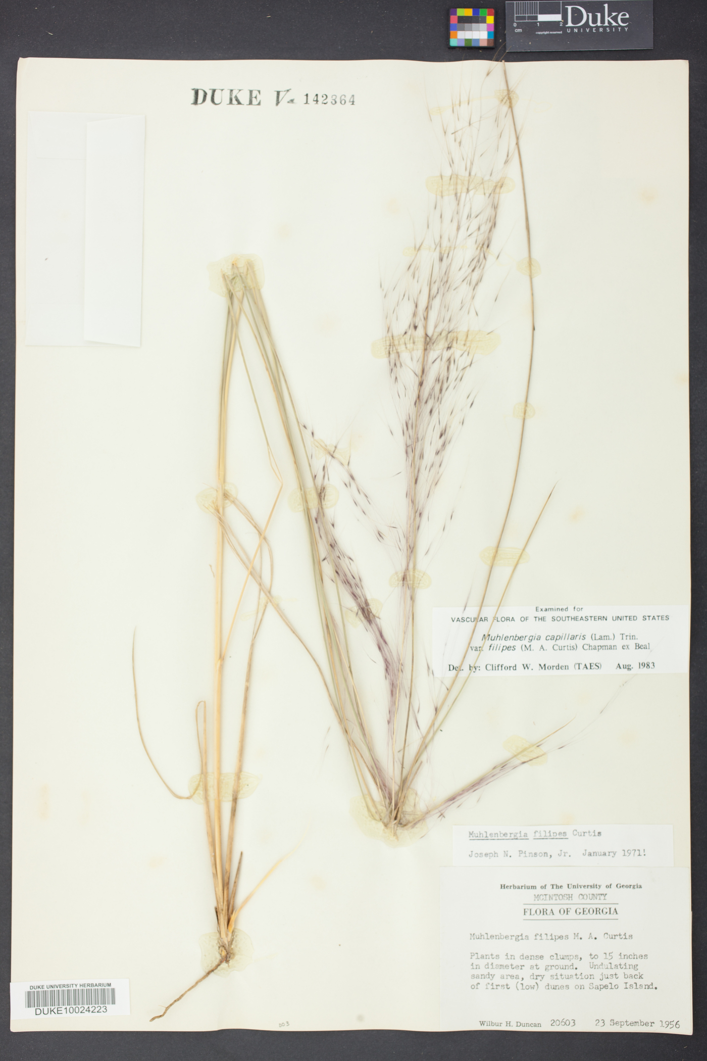 Muhlenbergia filipes image