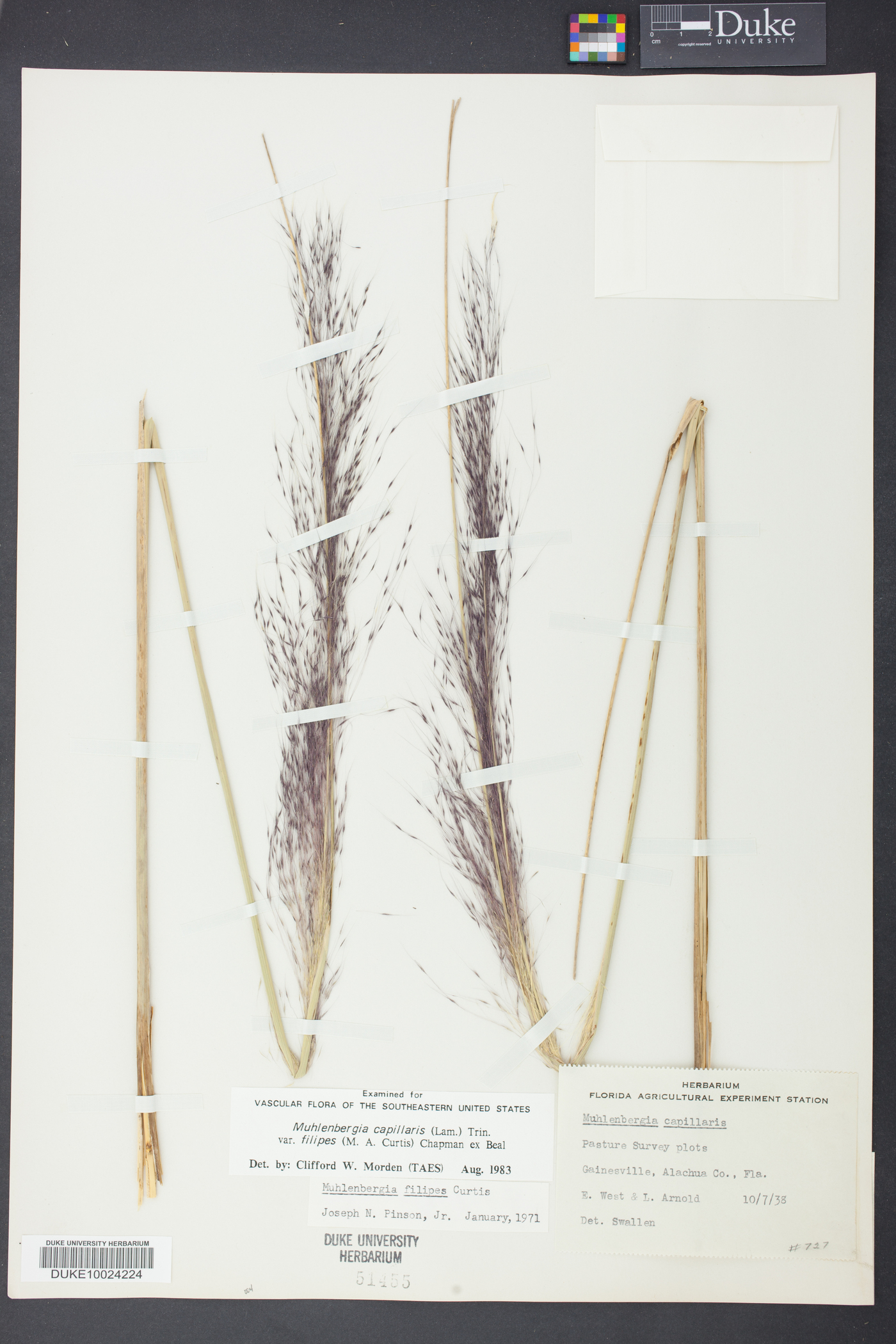 Muhlenbergia filipes image
