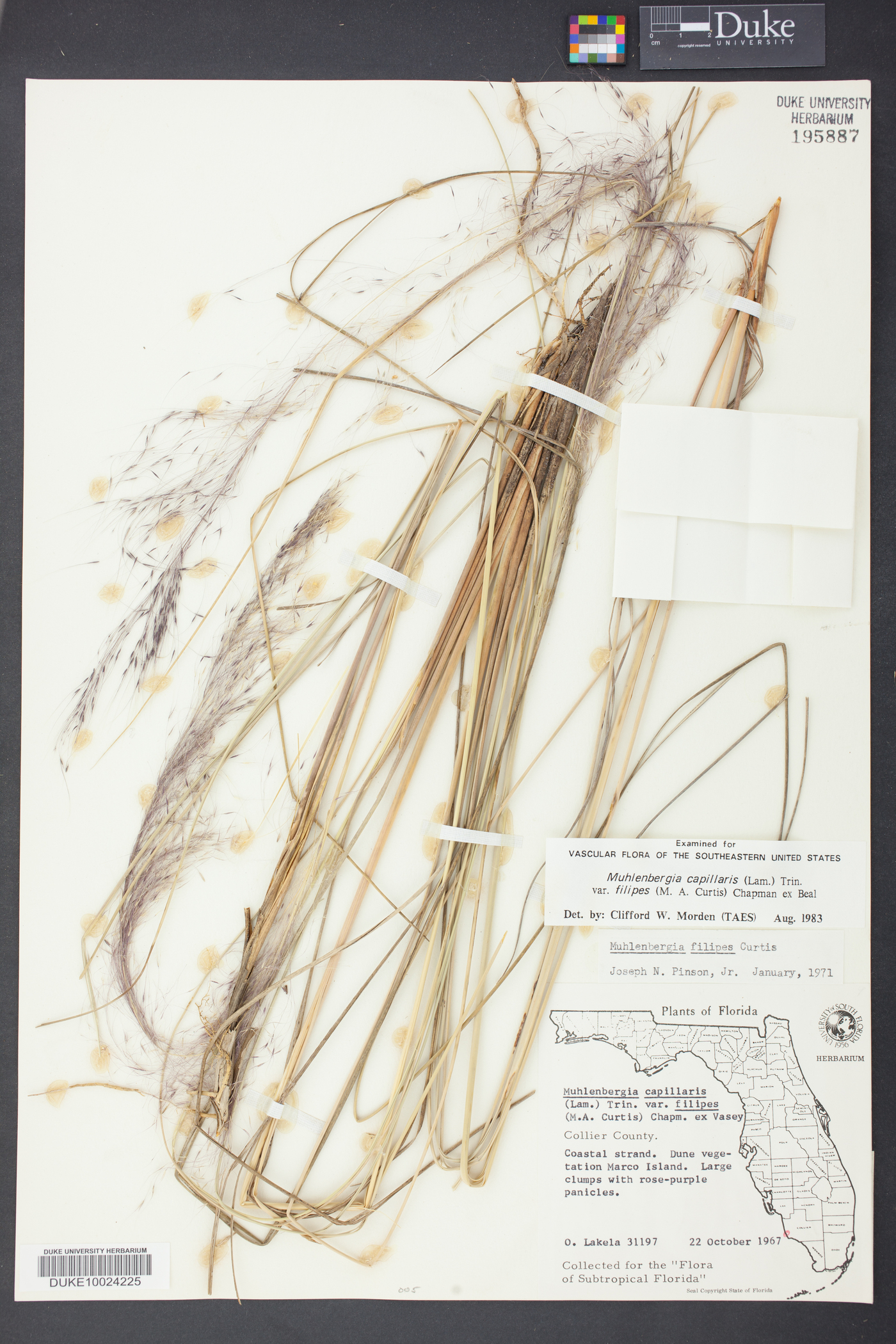 Muhlenbergia filipes image