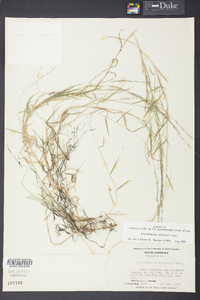 Muhlenbergia schreberi image