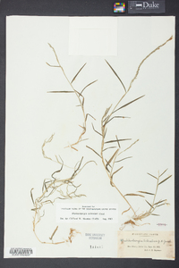 Muhlenbergia schreberi image