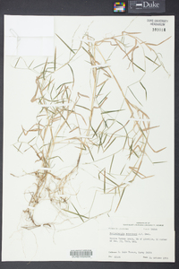 Muhlenbergia schreberi image