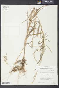 Muhlenbergia sylvatica image