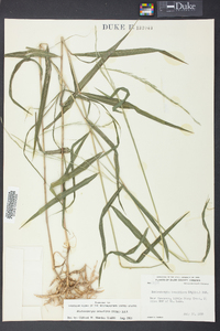 Muhlenbergia tenuiflora image