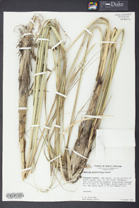 Spartina alterniflora image