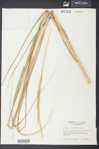 Spartina alterniflora image