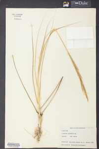 Spartina alterniflora image