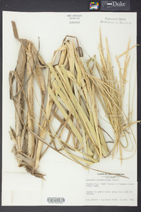 Spartina alterniflora image