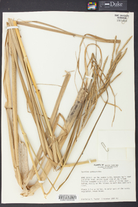 Spartina cynosuroides image