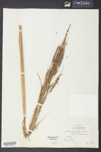 Spartina cynosuroides image