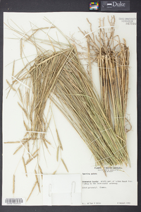 Spartina patens image